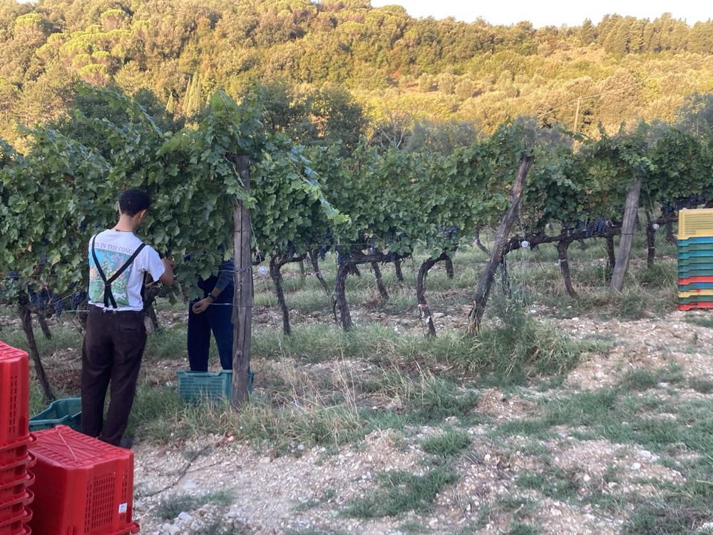 Les Premières Années dans les vignes du Séminaire